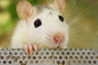 Auch Tiere können Urlaub machen...