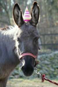 Tierische Geburtstagsparties Tierische Geburtstagsparties