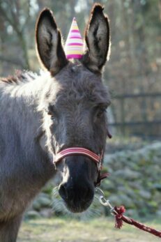 Tierische Geburtstagsparties